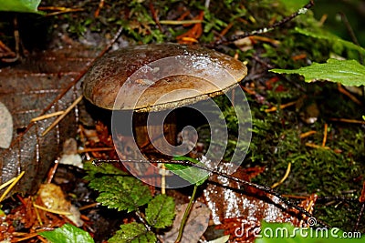 Mature, older Admirable Bolete with Fruit Fly atop Stock Photo